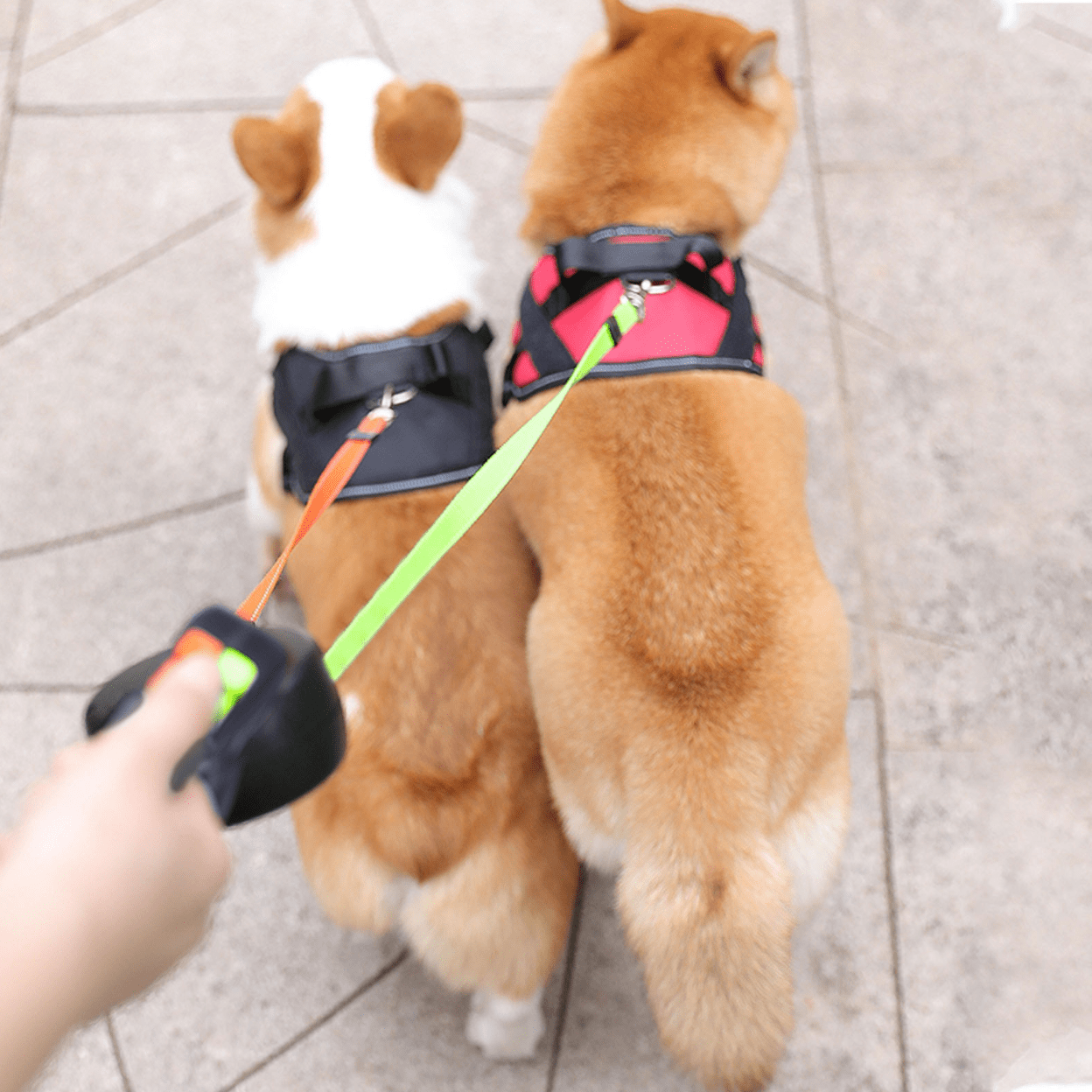 DoubleDog – podwójna smycz dla psów bez plątania – z latarką – widok produktu 3 | Ionotix